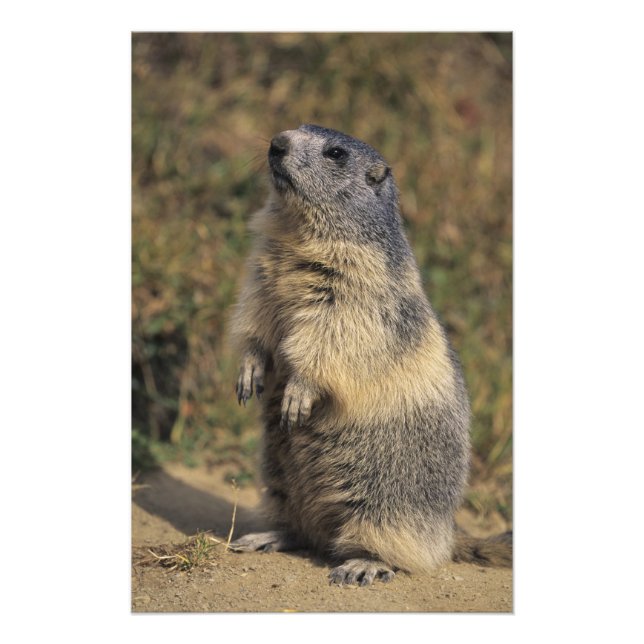 Alpenmarmot, Marmota-Marmota, stehend Fotodruck (Vorne)