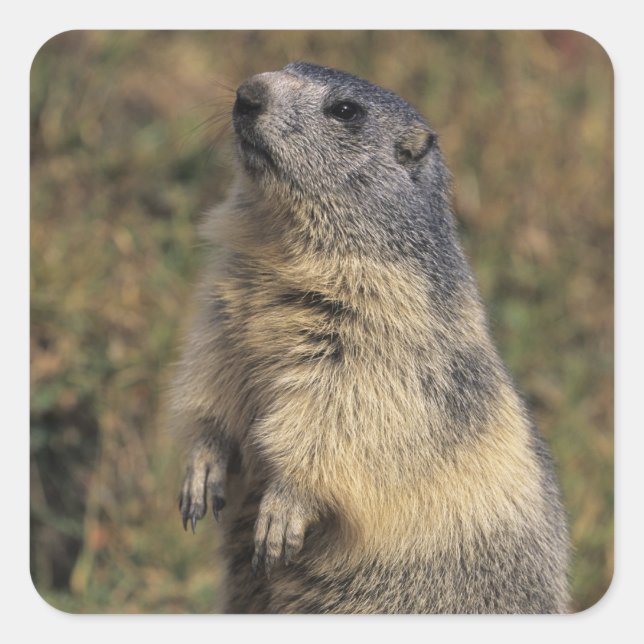 Alpenmarmot, Marmota-Marmota, stehend Quadratischer Aufkleber (Vorderseite)