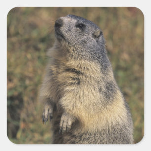 Alpenmarmot, Marmota-Marmota, stehend Quadratischer Aufkleber