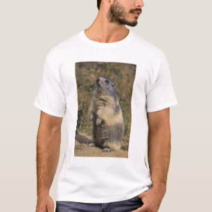 Alpenmarmot, Marmota-Marmota, stehend T-Shirt