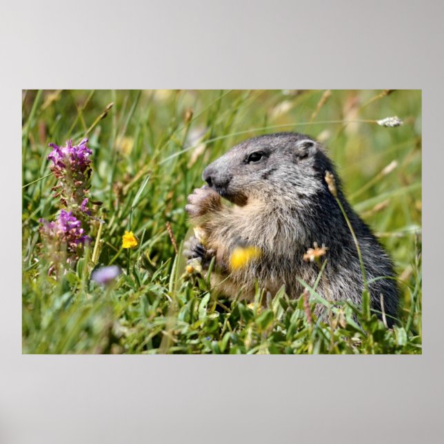 Alpenmarmotte fressend Blume Poster (Vorne)