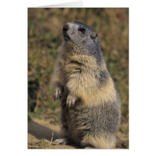 Alpenmurmeltier, Marmota marmota, erwachsen stehen