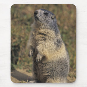 Alpenmurmeltier, Marmota marmota, Erwachsener steh Mousepad