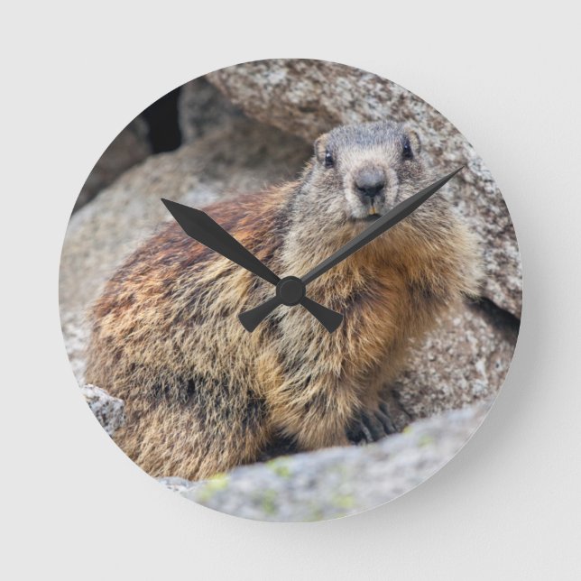 Alpenmurmeltieruhr Runde Wanduhr (Vorderseite)