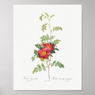 Alpenrose Blüten Vintage Floral Rosa Poster
