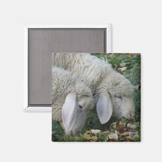 Alpenschaf Magnet (Vorderseite/Rückseite)