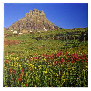 Alpenwildblumen am Logan Pass im Glacier Fliese
