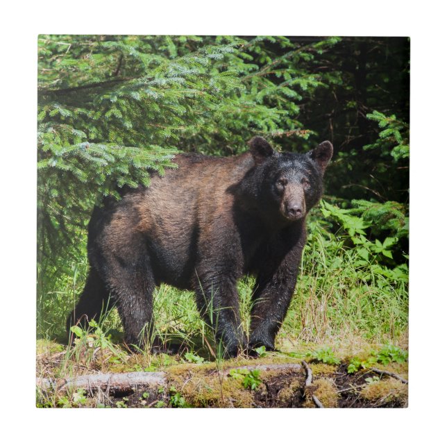 Alpha Black Bear Fliese (Vorderseite)