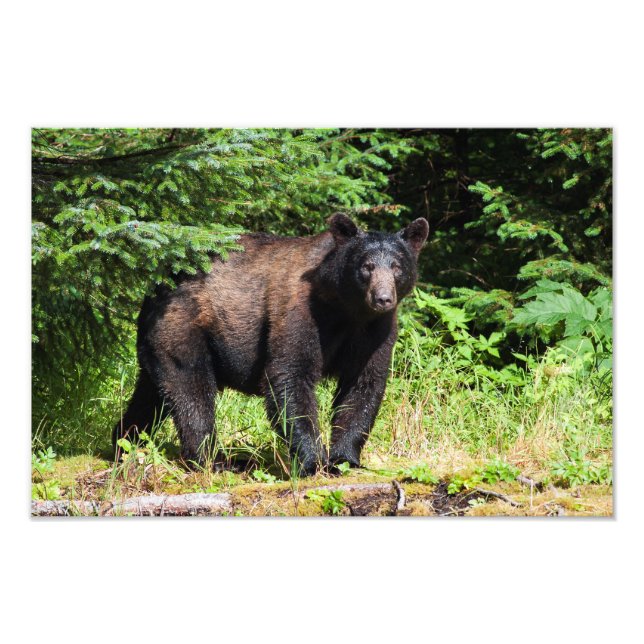Alpha Black Bear Fotodruck (Vorne)