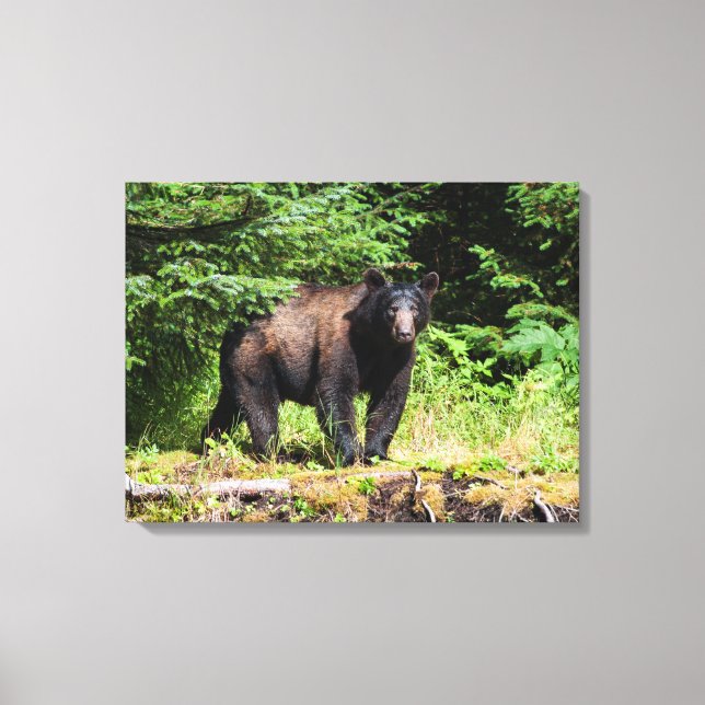 Alpha Black Bear Leinwanddruck (Vorderseite)