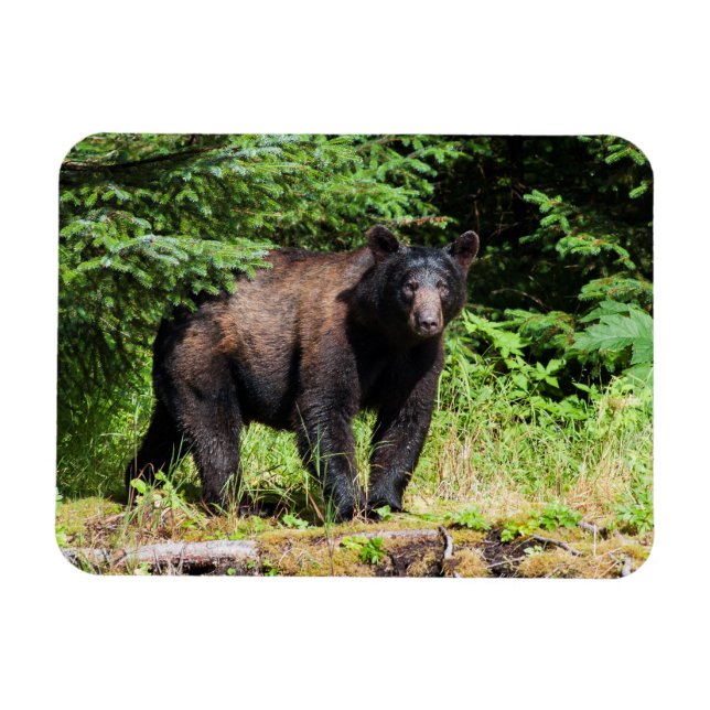 Alpha Black Bear Magnet (Horizontal)