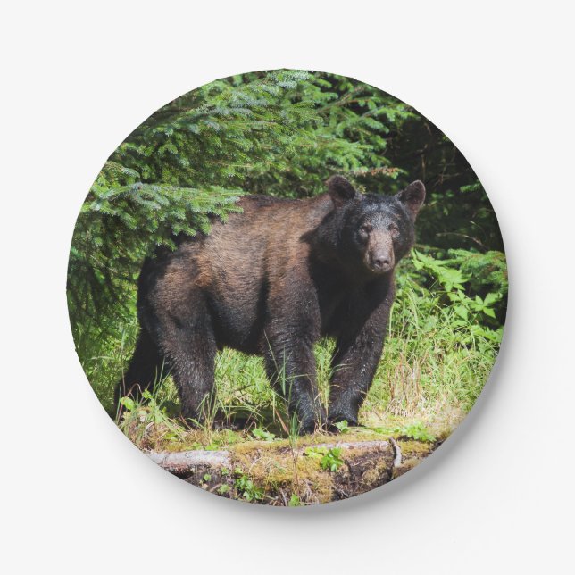 Alpha Black Bear Pappteller (Vorderseite)
