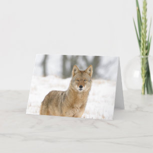 Alpha Male Coyote Karte