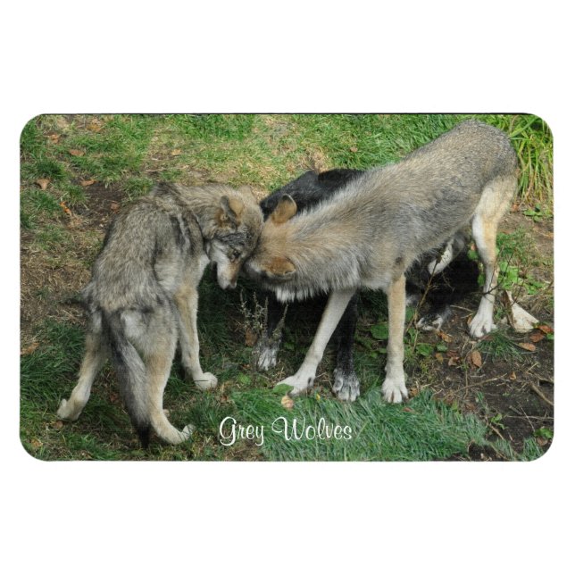 Alpha Male, Weibliche Graue Wolf & Pup Wildlife Ma Magnet (Horizontal)
