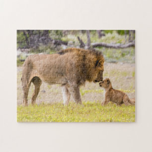 Alpha-Männlicher Löwe inspiziert Jungtier Puzzle