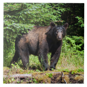 Alpha schwarzer Bär Fliese