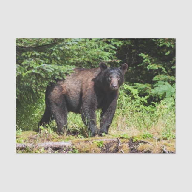 Alpha schwarzer Bär Seidenpapier (Vorderseite)