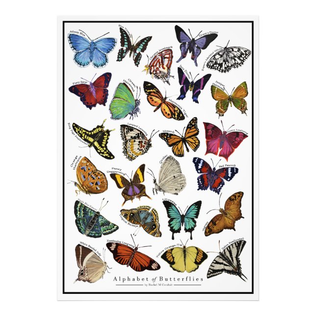 Alphabet of Butterflies Poster (Vorne)