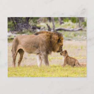 Alphamännchen-Löwe inspiziert Jungtier Postkarte