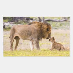 Alphamännchen-Löwe inspiziert Jungtier Rechteckiger Aufkleber