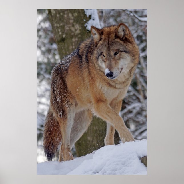 Alphawolf-Mongolen im Schnee Poster (Vorne)