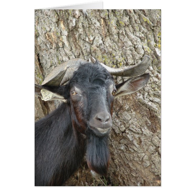Alpine Billy Goat (Vorne)
