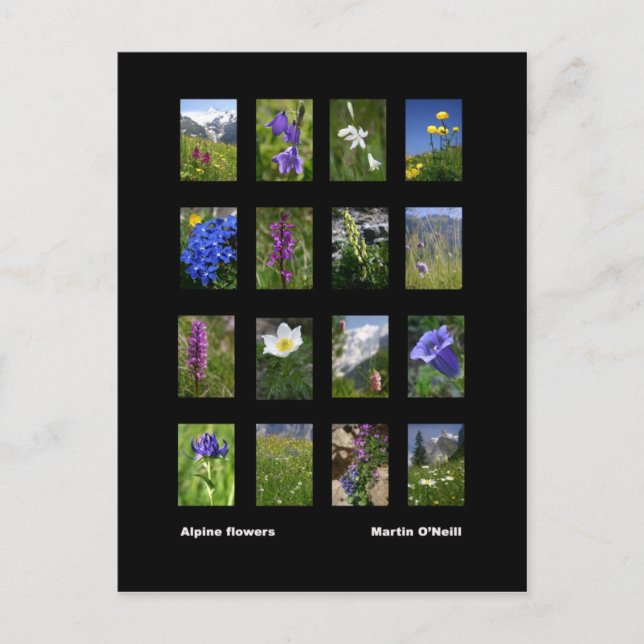 Alpine Blume Postkarte (Vorderseite)