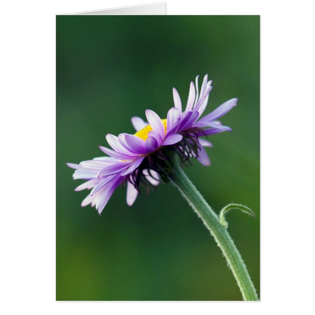 Alpine Daisy (Vorne)