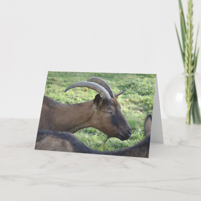 Alpine goat note card karte (Vorderseite)