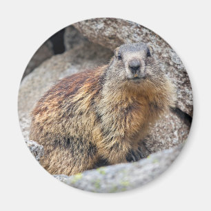 Alpine Marmot Magnet