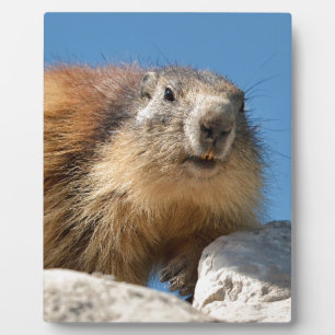 Alpine marmot on rock fotoplatte