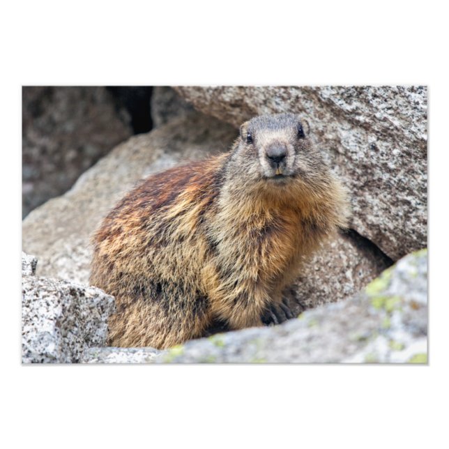 Alpine Marmot Print Fotodruck (Vorne)