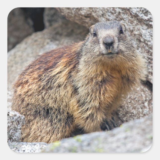 Alpine Marmot Sticker (Vorderseite)