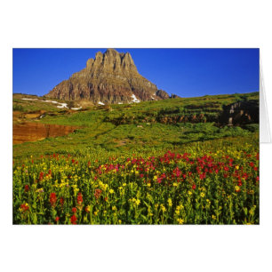 Alpine Wildblumen am Logan Pass im Gletscher