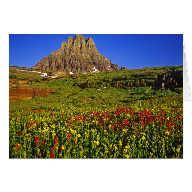 Alpine Wildblumen am Logan Pass im Gletscher (Vorderseite (Horizontal))