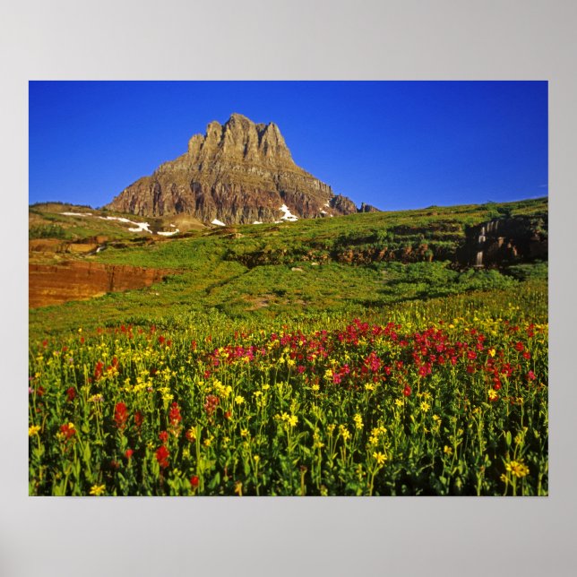 Alpine Wildblumen am Logan Pass im Gletscher Poster (Vorne)