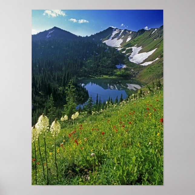 Alpine Wildblumen im Jewel Basin Poster (Vorne)