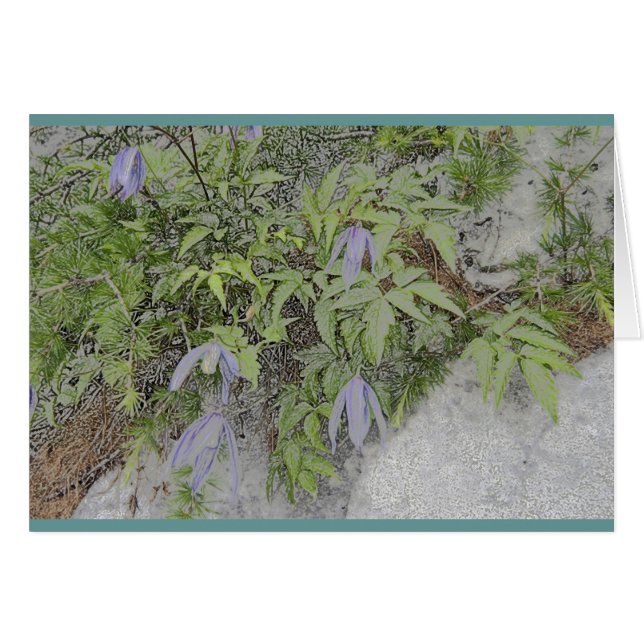 Alpiner Clematis (Vorderseite (Horizontal))