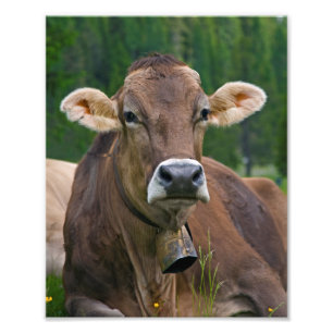 Alpiner Kuh-Druck Fotodruck
