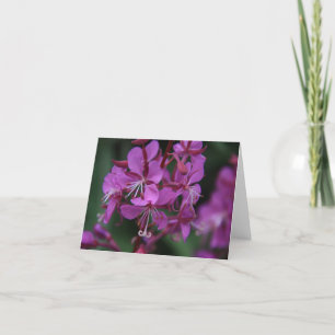 Alpines Fireweed notecard Karte