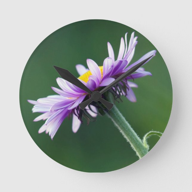 Alpines Gänseblümchen Runde Wanduhr (Vorderseite)