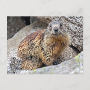 Alpines Marmot Postcard Postkarte