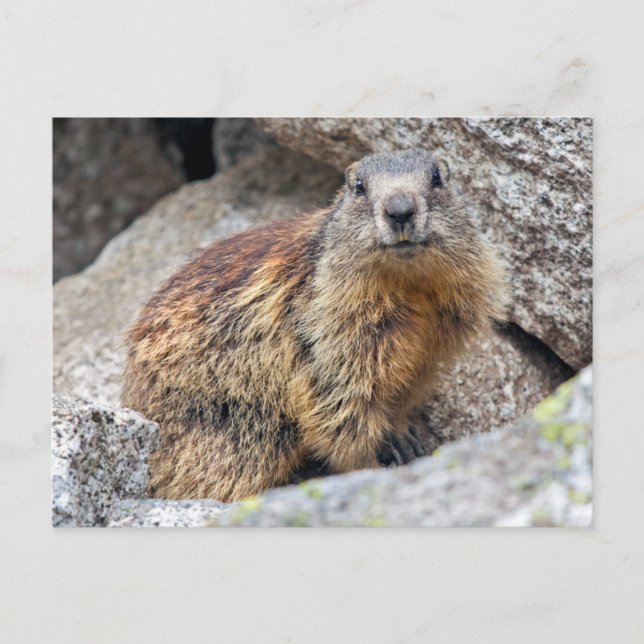 Alpines Marmot Postcard Postkarte (Vorderseite)