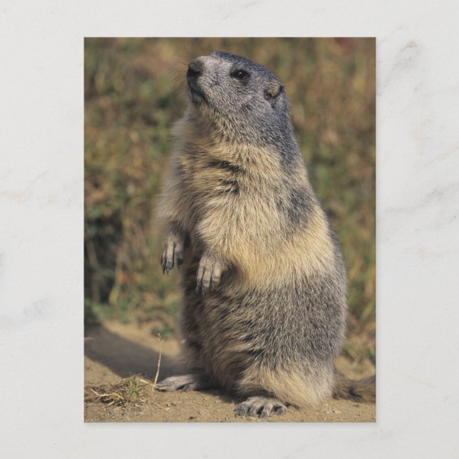 Alpines Murmeltier, Marmota Marmota, Erwachsener Postkarte (Vorderseite)