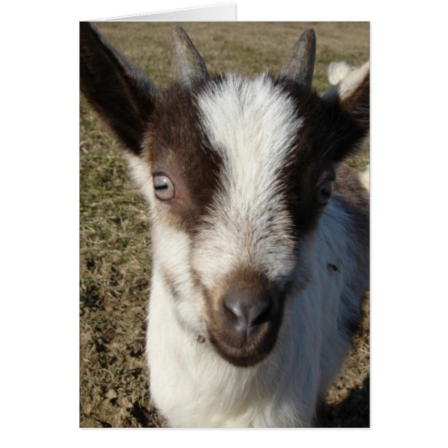 Alpines Ziegenkid (Vorne)