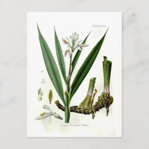 Alpinia officinarum (Galangal) Postkarte