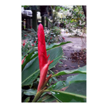 Alpínia purpurata 2