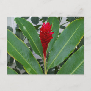 Alpinia Purpurata, Mexiko Postkarte