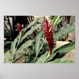 Alpínia purpurata poster