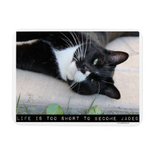 Als Jaded ermutigend Cat Advice Slogan Magnet